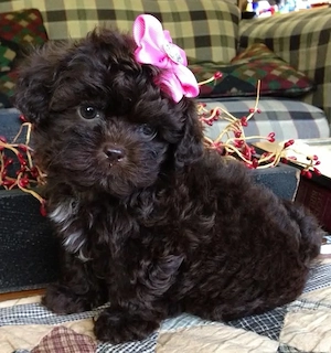 Maltipoo kölykök  - kép 2