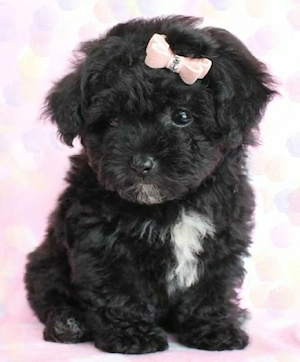 Maltipoo kölykök 