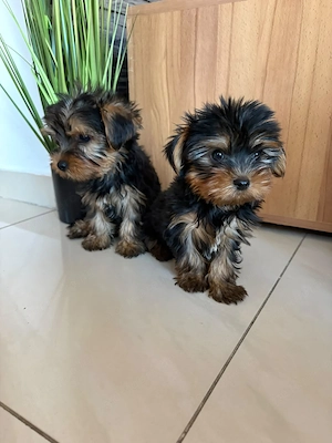 Mini Yorki kiskutyák Yorkshire terrier 