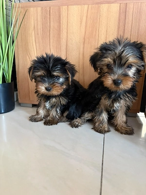Mini Yorki kiskutyák Yorkshire terrier  - kép 2