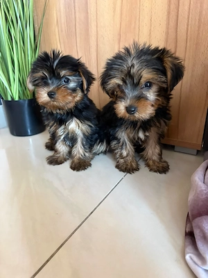 Mini Yorki kiskutyák Yorkshire terrier  - kép 3