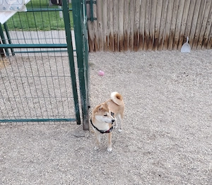 Shiba inu költözés véget eladó 80000.forint