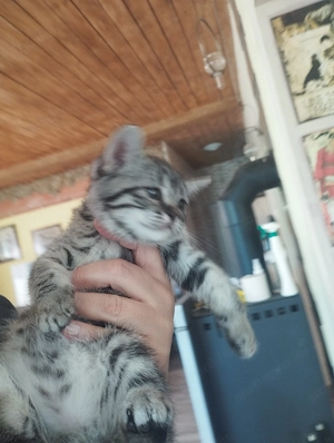 Brit whiskas cica - kép 3
