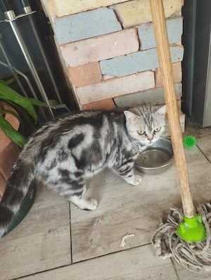 Brit whiskas cica - kép 5