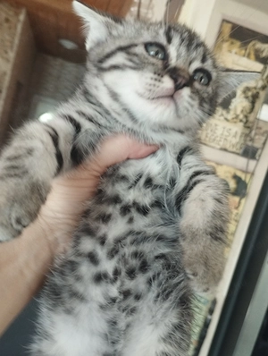 Brit whiskas cica - kép 4