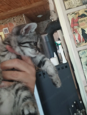 Brit whiskas cica - kép 2