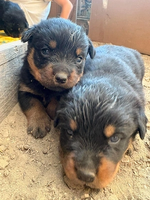 Rottweiler kiskutyák gazdit keresnek - kép 6