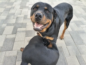 Rottweiler kiskutyák gazdit keresnek - kép 7