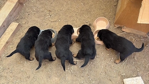 Rottweiler kiskutyák gazdit keresnek - kép 5