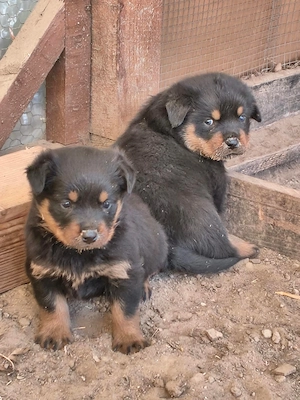 Rottweiler kiskutyák gazdit keresnek - kép 4
