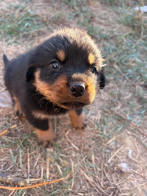 Rottweiler kiskutyák gazdit keresnek - kép 3