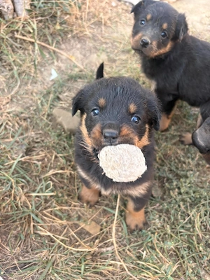 Rottweiler kiskutyák gazdit keresnek - kép 2