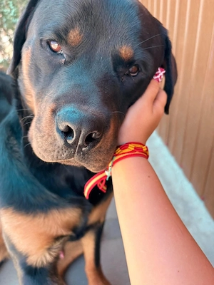 Rottweiler kiskutyák gazdit keresnek - kép 8