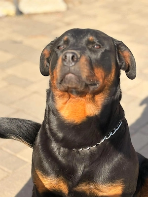 Rottweiler kiskutyák gazdit keresnek - kép 10