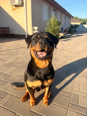 Rottweiler kiskutyák gazdit keresnek - kép 9