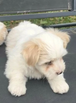 Havanese kiskutya  - kép 4