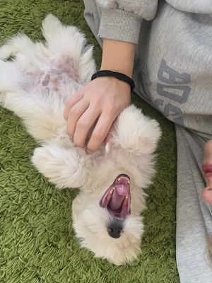 Havanese kiskutya  - kép 5
