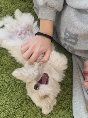 Havanese kiskutya  - kép 6