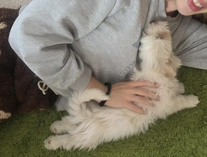 Havanese kiskutya  - kép 2