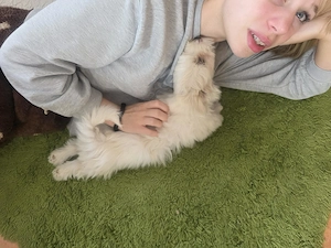 Havanese kiskutya  - kép 3
