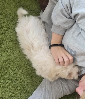 Havanese kiskutya  - kép 7