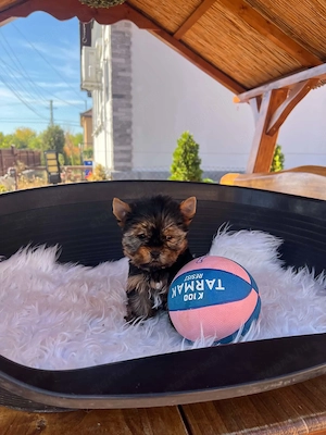 Yorkshire terrier kiskutyák
