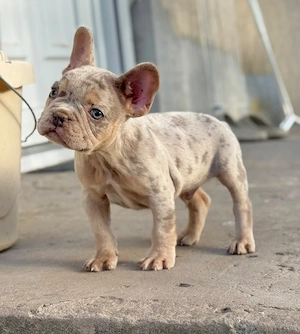 francia bulldog kisfiú  - kép 2