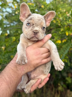 francia bulldog kisfiú  - kép 3