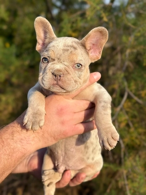 francia bulldog kisfiú  - kép 4
