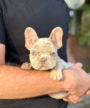 francia bulldog kisfiú  - kép 5