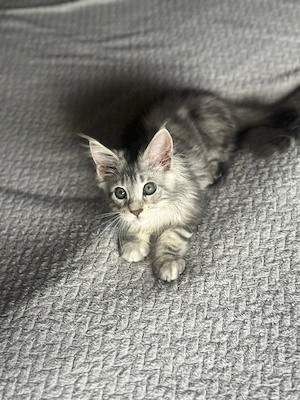Eladó fajtiszta maine coon kandúr - kép 5