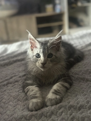 Eladó fajtiszta maine coon kandúr - kép 2
