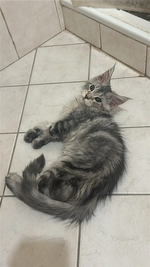 Eladó fajtiszta maine coon kandúr - kép 3