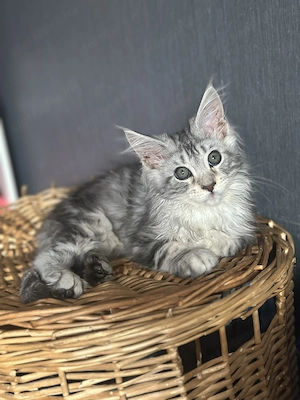 Eladó fajtiszta maine coon kandúr - kép 4