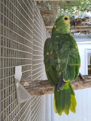 papagájok - Venezuelai amazon, kékhomlokú amazon, szakállas papagáj - kép 4