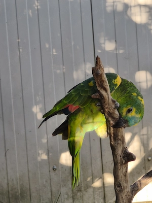 papagájok - Venezuelai amazon, kékhomlokú amazon, szakállas papagáj - kép 2