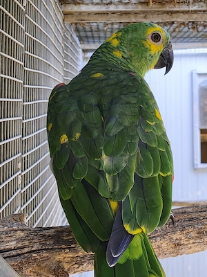 papagájok - Venezuelai amazon, kékhomlokú amazon, szakállas papagáj - kép 5