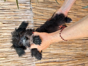 Yorkipoo minike kiskutyák eladók - kép 3