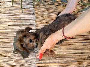 Yorkipoo minike kiskutyák eladók - kép 5