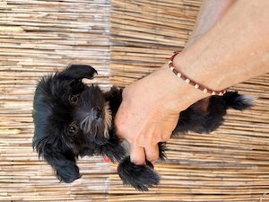 Yorkipoo minike kiskutyák eladók - kép 7