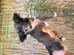Yorkipoo minike kiskutyák eladók - kép 2