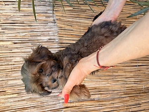 Yorkipoo minike kiskutyák eladók - kép 6