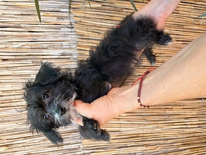 Yorkipoo minike kiskutyák eladók - kép 4