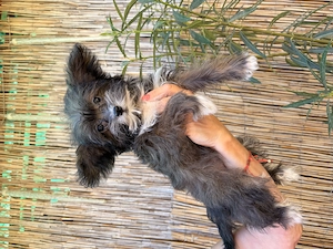 Yorkipoo minike kiskutyák eladók