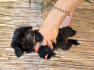 Yorkipoo minike kiskutyák eladók - kép 8