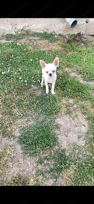 Mini csivava fiú 