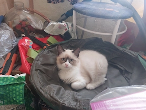 Ragdoll  kandúr eladó  - kép 3