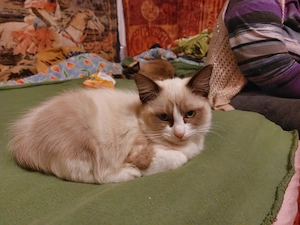 Ragdoll  kandúr eladó  - kép 2
