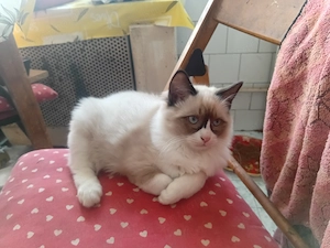 Ragdoll  kandúr eladó  - kép 6
