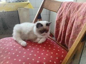 Ragdoll  kandúr eladó  - kép 5